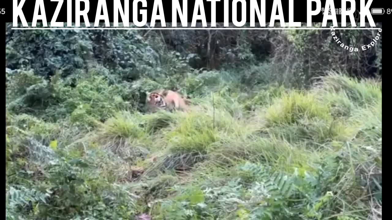 #3 little Cute baby Royal bengal tiger 🐅🐅🐅 and Mother #