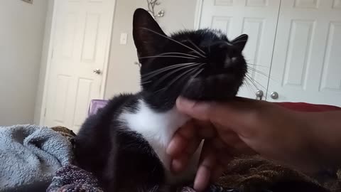 Pepe loves neck scratches