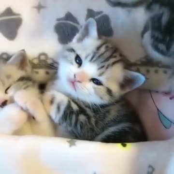 Baby Kittens -- so cute!