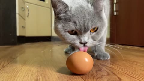 The Cat Kissed the Egg