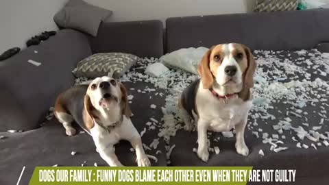 Funny Dogs Blame Each Other Even When They Are Not Guilty