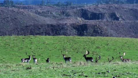 The landscapes of New Zealand