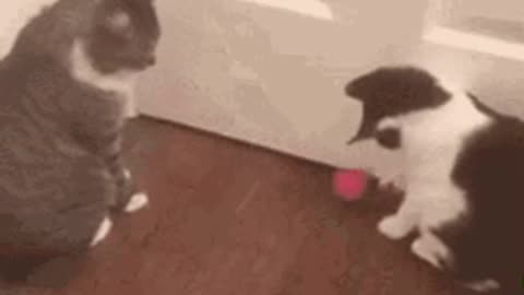 Cute Cat Gif