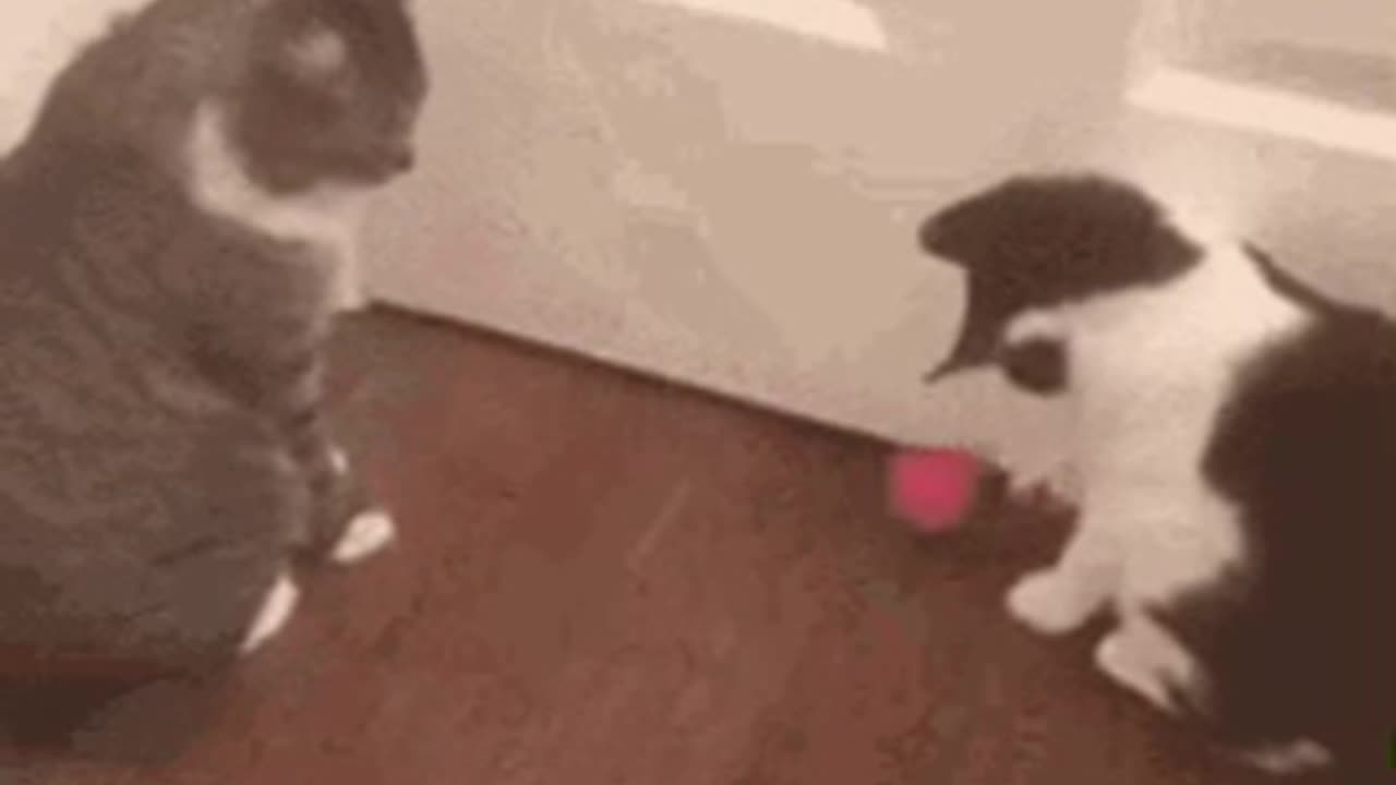 Cute Cat Gif