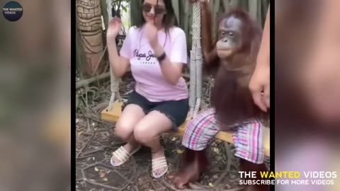 Funny animals