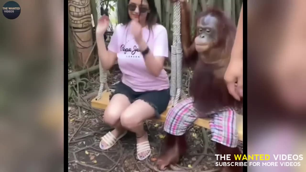 Funny animals