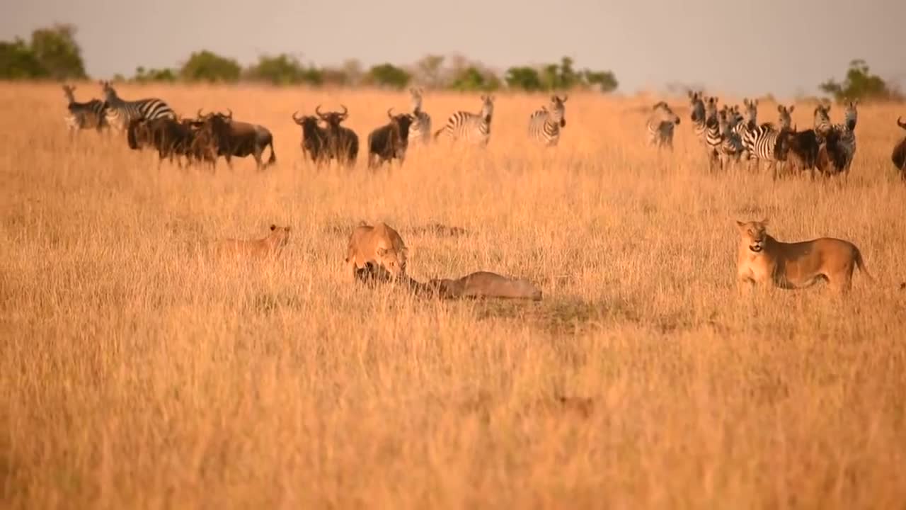 Lioness Hunting - Maasai Mara National Reserve, Kenya