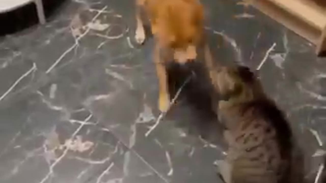 Pawsitively Hilarious: Cats & Dogs in Epic Fails!| Funny cats and dogs |Hilarious pet videos