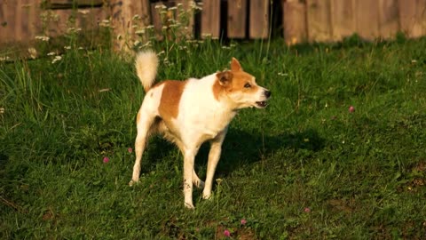Basic dog 🐕 training in top 7 ways