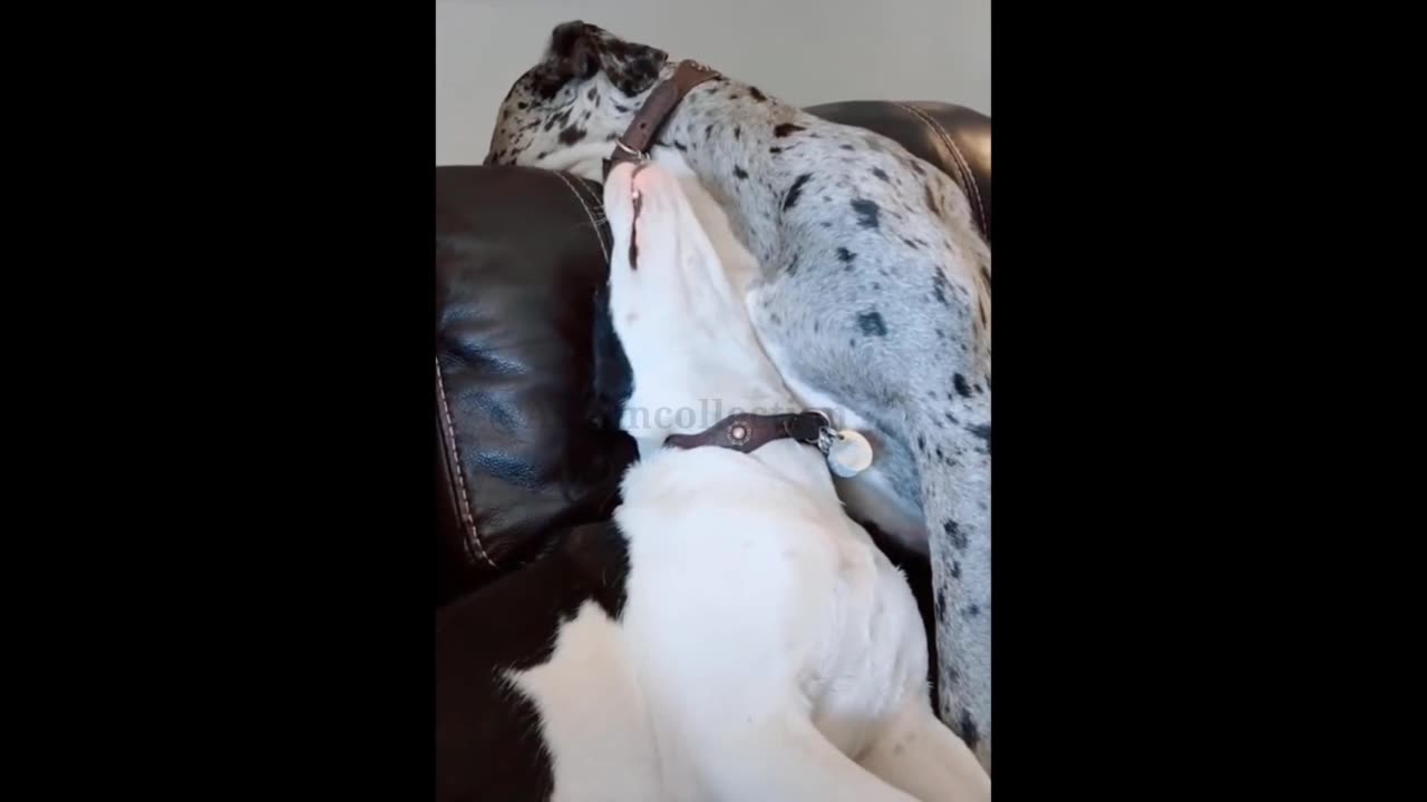 Funniest Animals -- - Best Of The 2023 Funny Animal Videos -- - Cutest Animals Ever