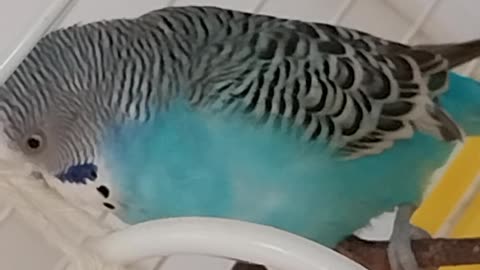 Australian parâmetros pet