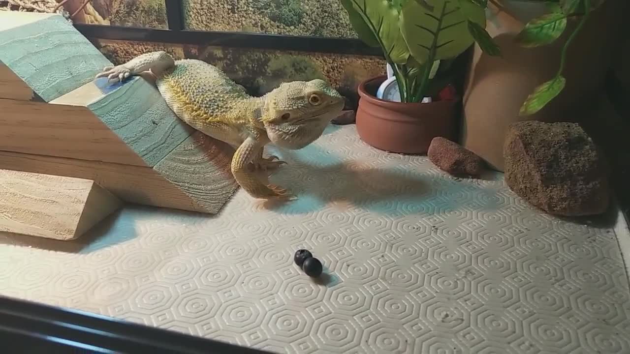 My Bearded Dragon Loves Blueberries | Cute Animal/Pet/lizard