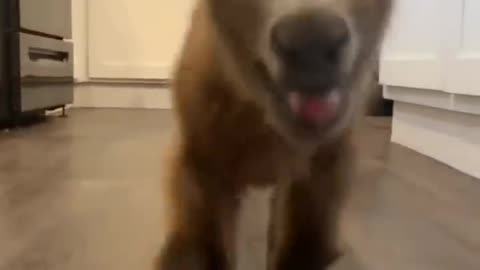 CUTE AND FUNNY TIKTOK CUTE ANIMAL!!!