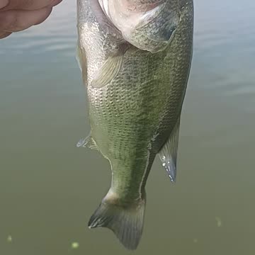Largemouth bass