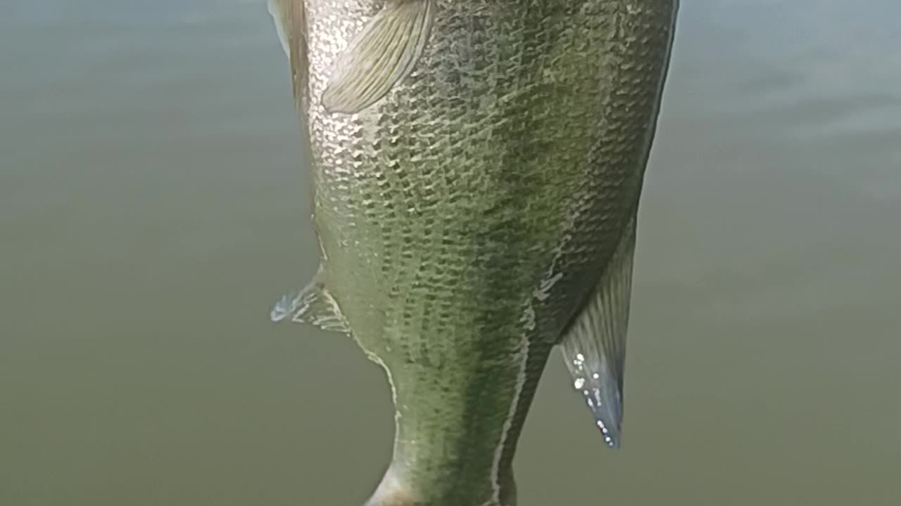 Largemouth bass