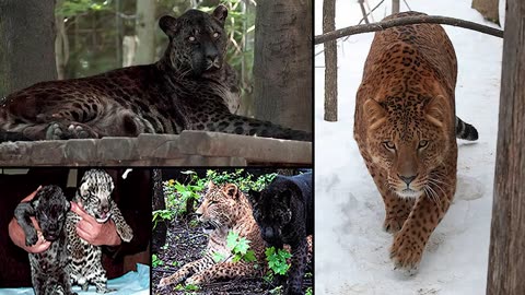 what happens when male jaguar mate female lion.