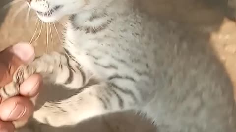 Two crazy cats