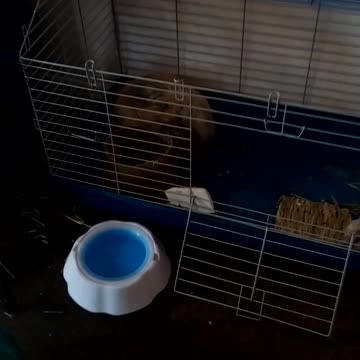 Jasper cleaning his cage