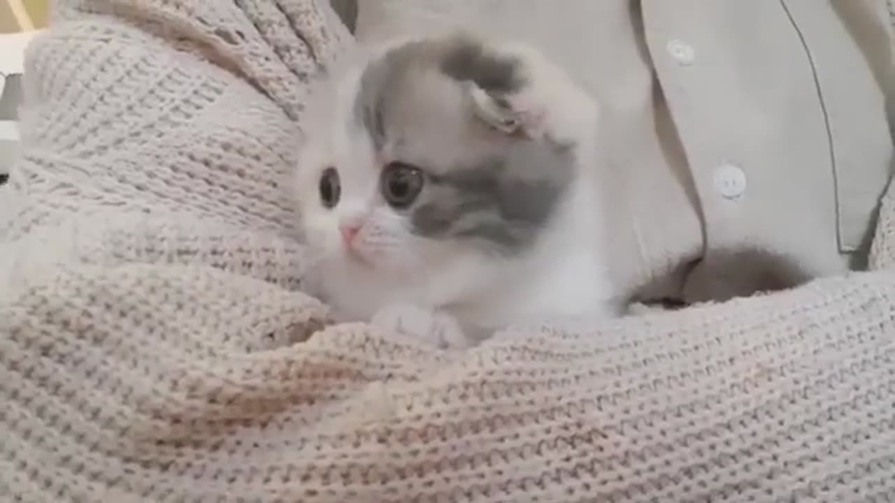 Cute Funny Kitten