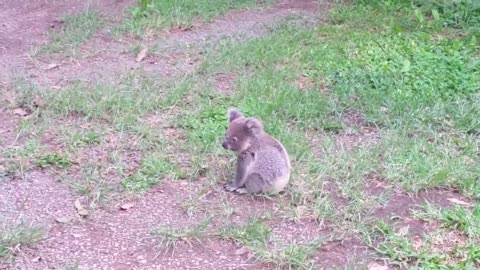 Koala baby rescue