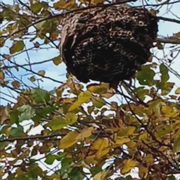 Hornets nest