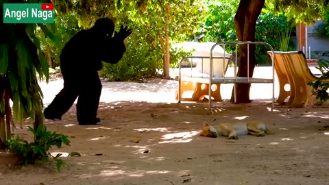 Best New Prank Fake Gorilla prank Dogs Make Funny Feeling Dogs - Super Funny