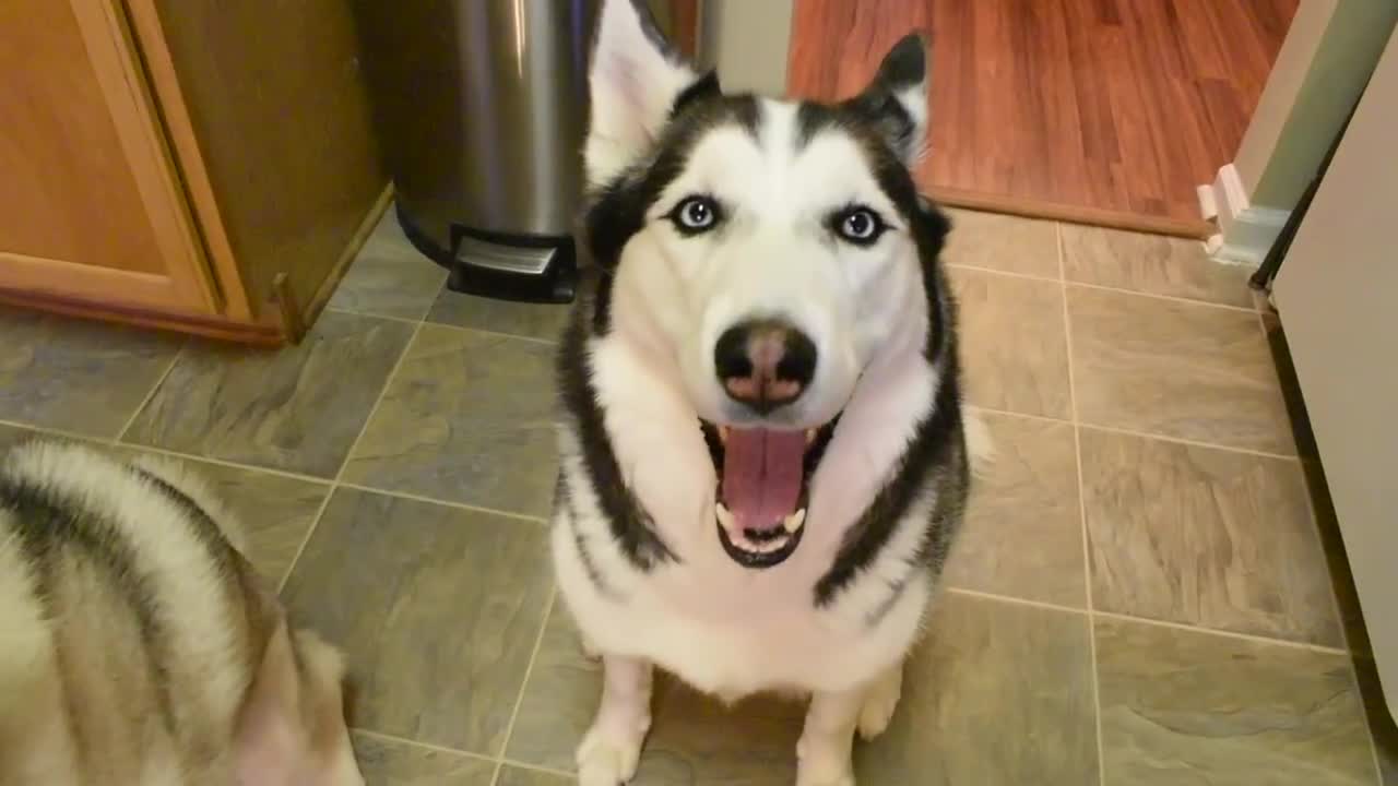 10 Things YOU NEED TO HAVE When You Get A Husky Puppy! A GUIDE FOR BEGINNERS