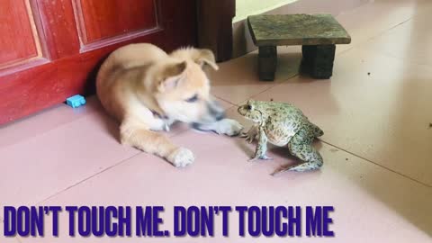 Funny animals/ funny bullfrog sounds, bullfrog play with dog and rabbits 🐰