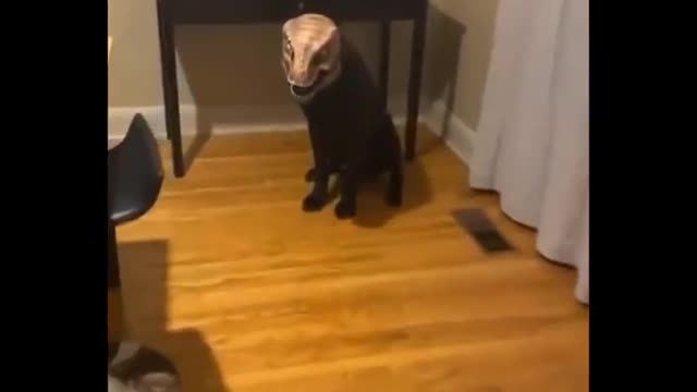 Funniest Animals Videos 🦈 Can Make You More Happy #25