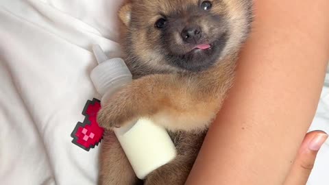 Funny animals videos