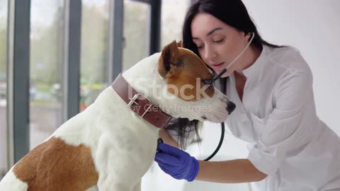Parvovirus Outbreak: Protect Your Pooch