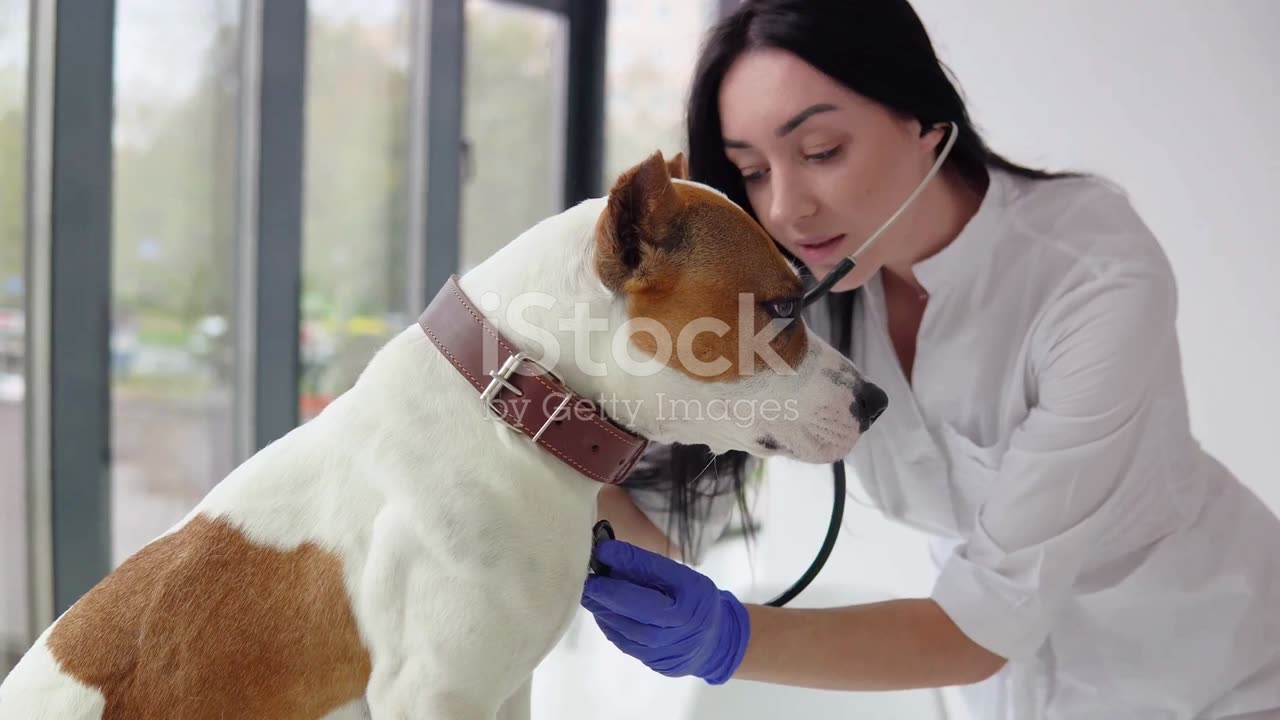 Parvovirus Outbreak: Protect Your Pooch