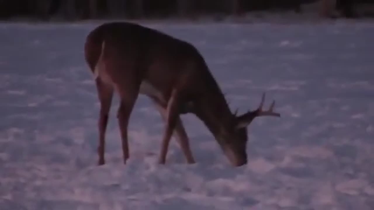 Buck In Snow Covered Food Plot