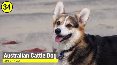 20 Largest Dogs in the World