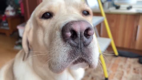 There's nothing good about puppies