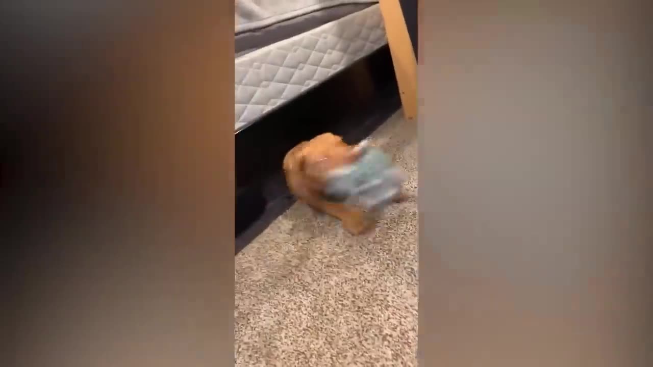 Funny animal video