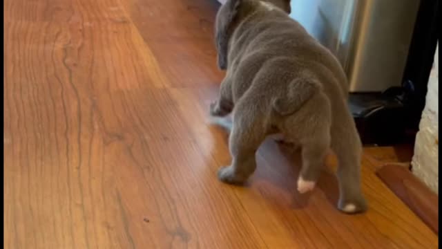 Why is this dog's tail so strange?