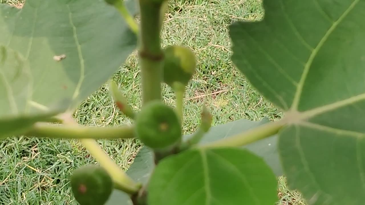 Figs plant| fig fruit| nature|I am nature lover