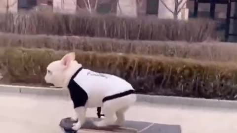 🤣🤣🤣Very intelligent dogs 🤣🤣🤣