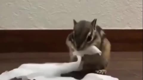 🐦🦭 Funny Animals - Funny Birds - Amazing Nature #Shorts 🐭🦢🐿️#2023