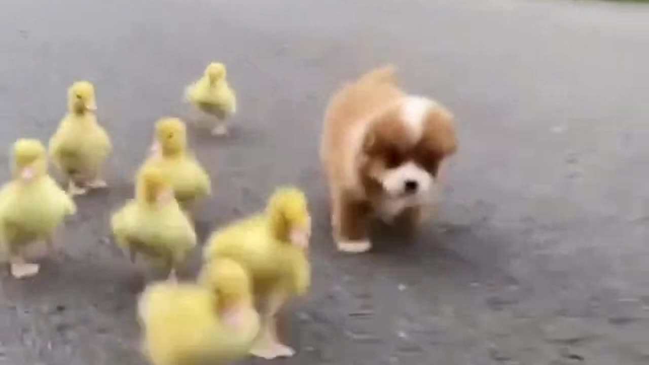 Pups Runnin with his homies