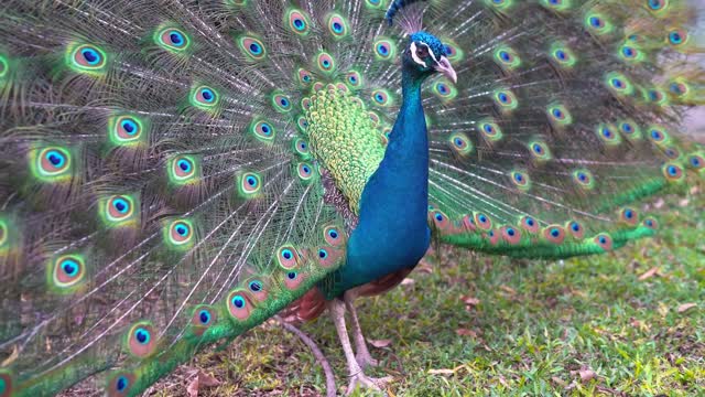 peacock bird feathers elegance