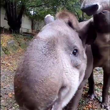 Tapir ASMR - Apple feast