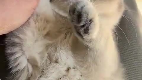 Cute Cats & Funny Cats 😍😍😅😅 #cats #reels #shorts #viral #pets #mmvcats