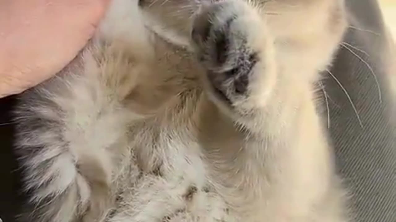 Cute Cats & Funny Cats 😍😍😅😅 #cats #reels #shorts #viral #pets #mmvcats