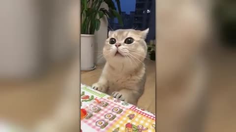 WAT?! WOW!! Pets funny video