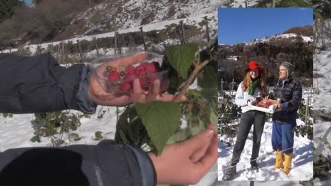 Lamponi d' Inverno - Winter raspberries