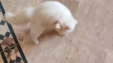 Cute and funny cat video.