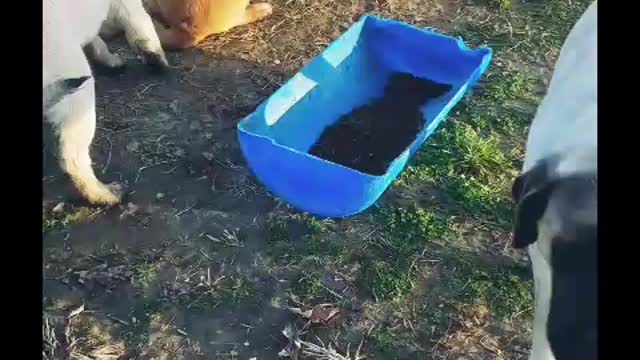 A Mastiff breakfast at Lobb Farms