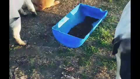 A Mastiff breakfast at Lobb Farms